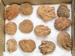Lot: - Desert Rose From Morocco - Pieces #138119-2